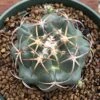 Coryphantha Elephantidens Cactus Plant