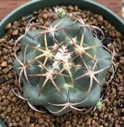Coryphantha Elephantidens Cactus Plant