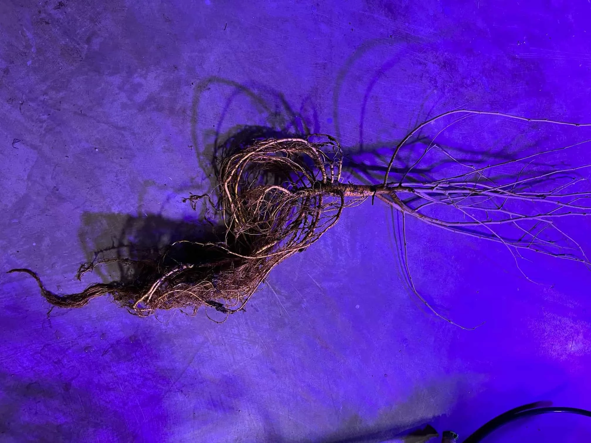 XL Giant King Mulberry 2 Year Old Seedlings - Image 6