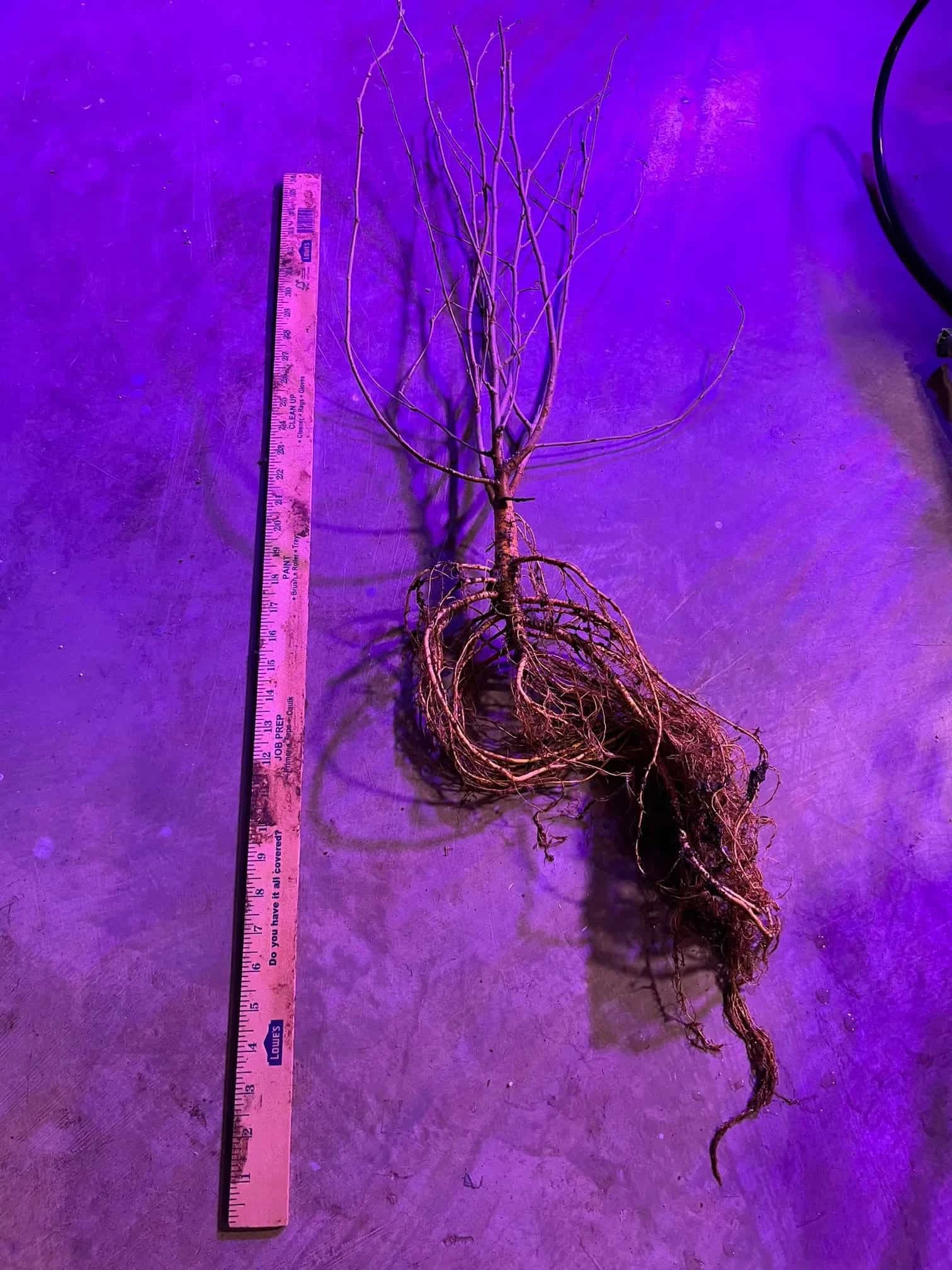 XL Giant King Mulberry 2 Year Old Seedlings - Image 5