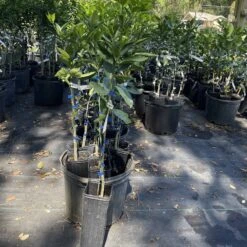 Ugli Tangelo Grafted Citrus Tree 3 Feet Tall.