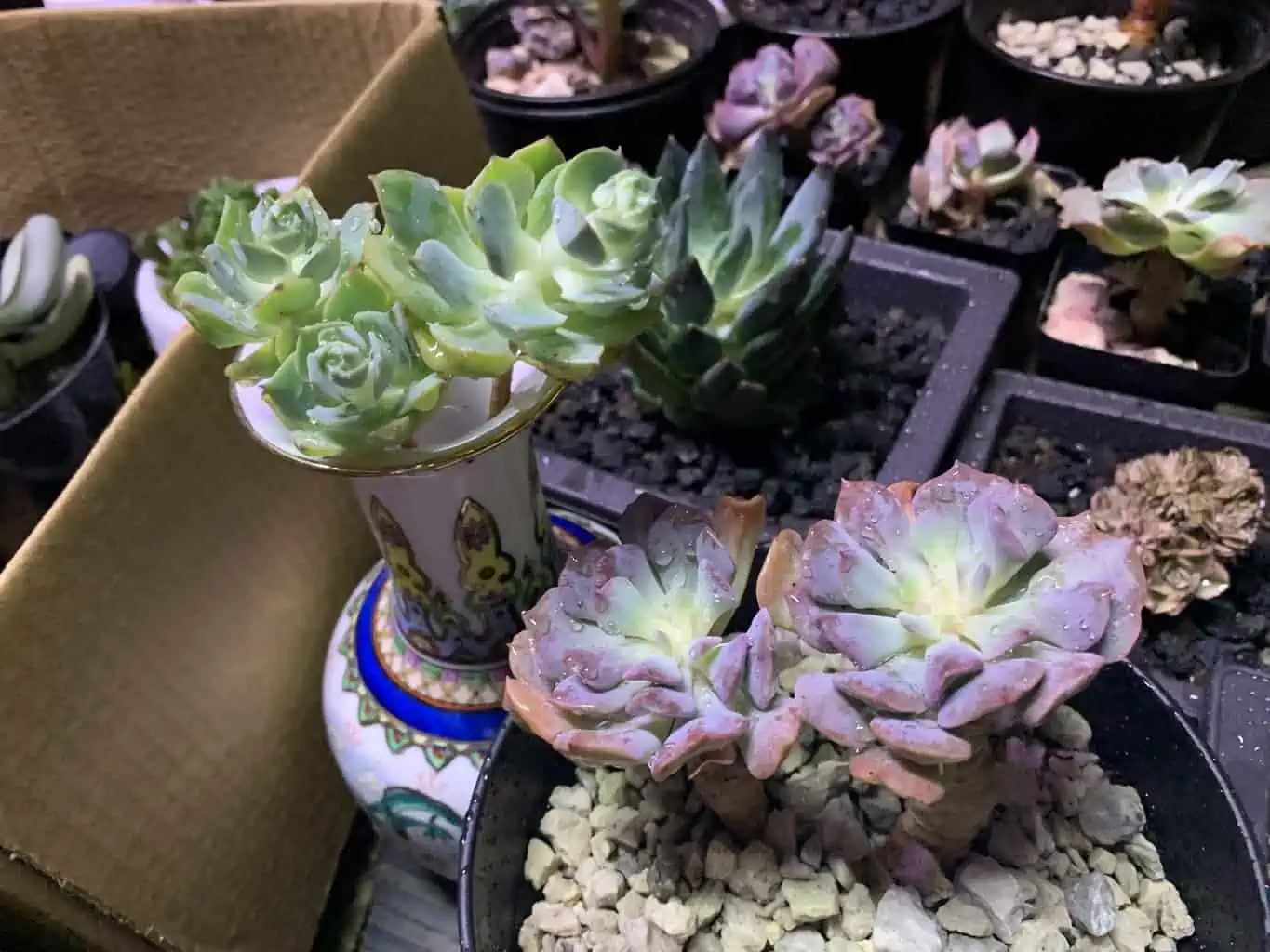 Pulvinata Frosty Variegated - Image 3