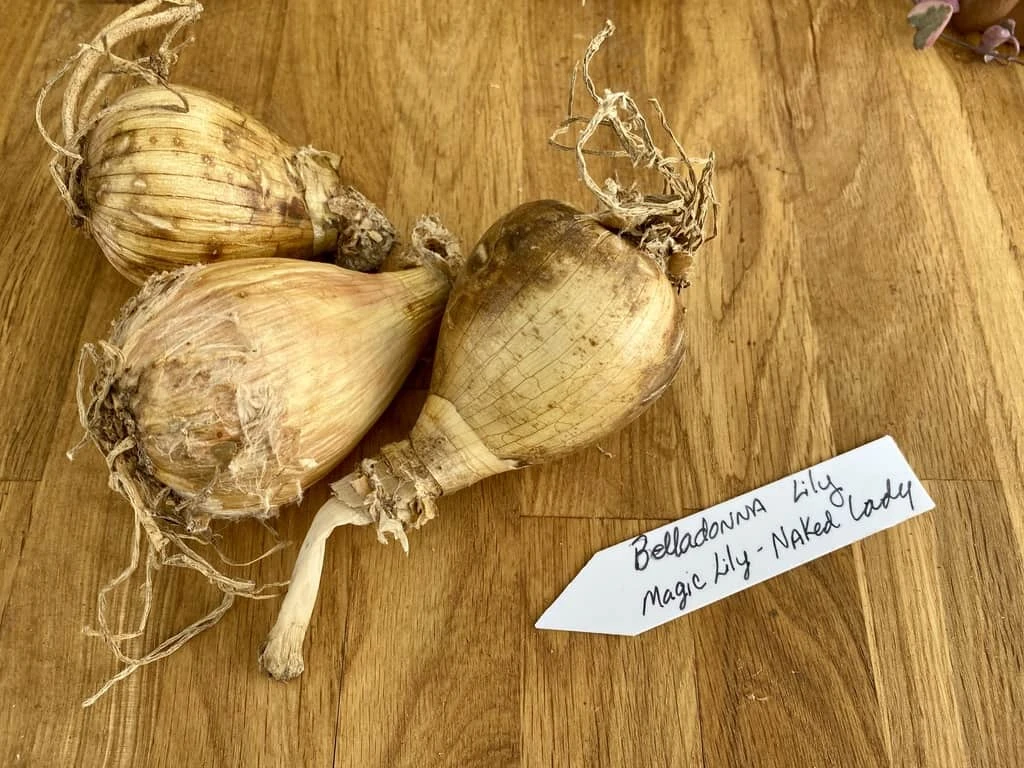 Lily Spider Belladonna Or Magic Lily Naked Lady - Image 7