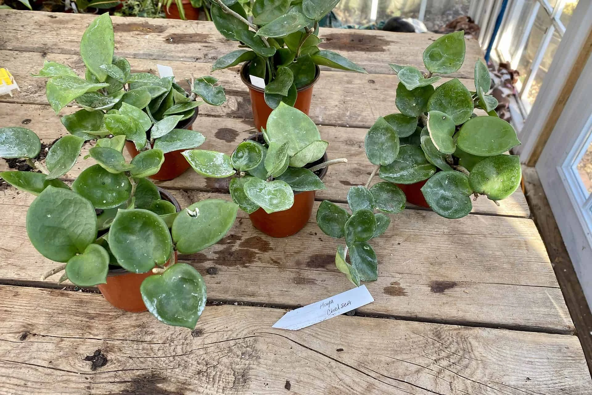 Hoya Chelsea Wax Flower Porcelain Flower 3 Inch Pot Plant