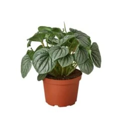 Peperomia Frost | Stunning And Easy-Care Plant, Perfect For Beginners | 4-inch Pot