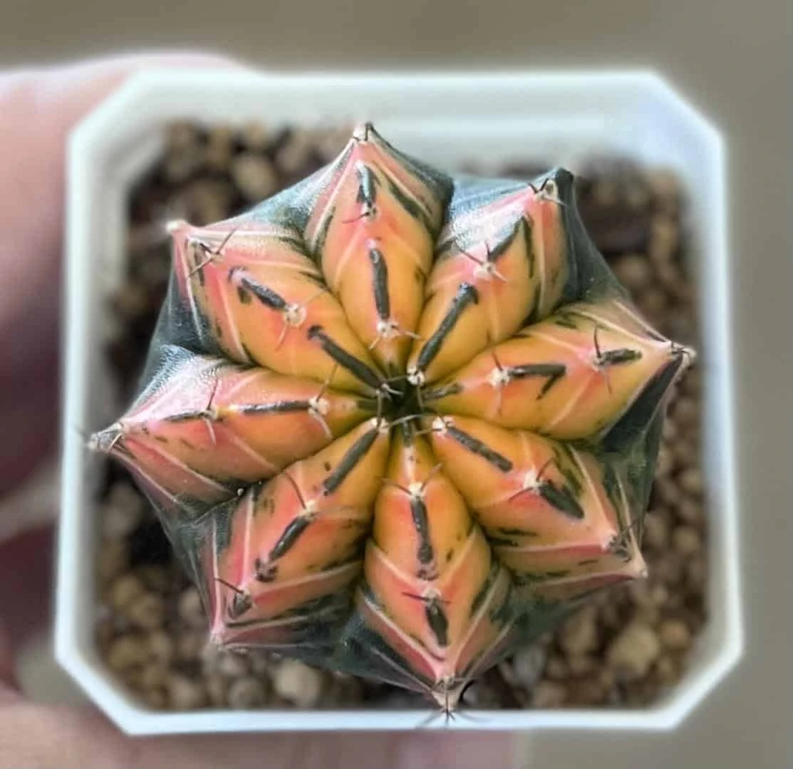 Gymnocalycium Mihanovichii Variegated Rare Cactus - Image 2