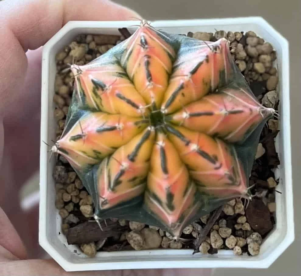 Gymnocalycium Mihanovichii Variegated Rare Cactus