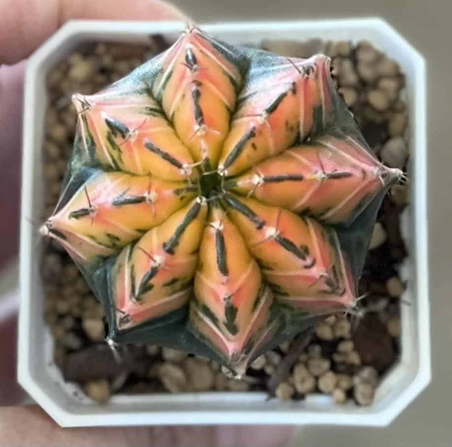 Gymnocalycium Mihanovichii Variegated Rare Cactus - Image 14