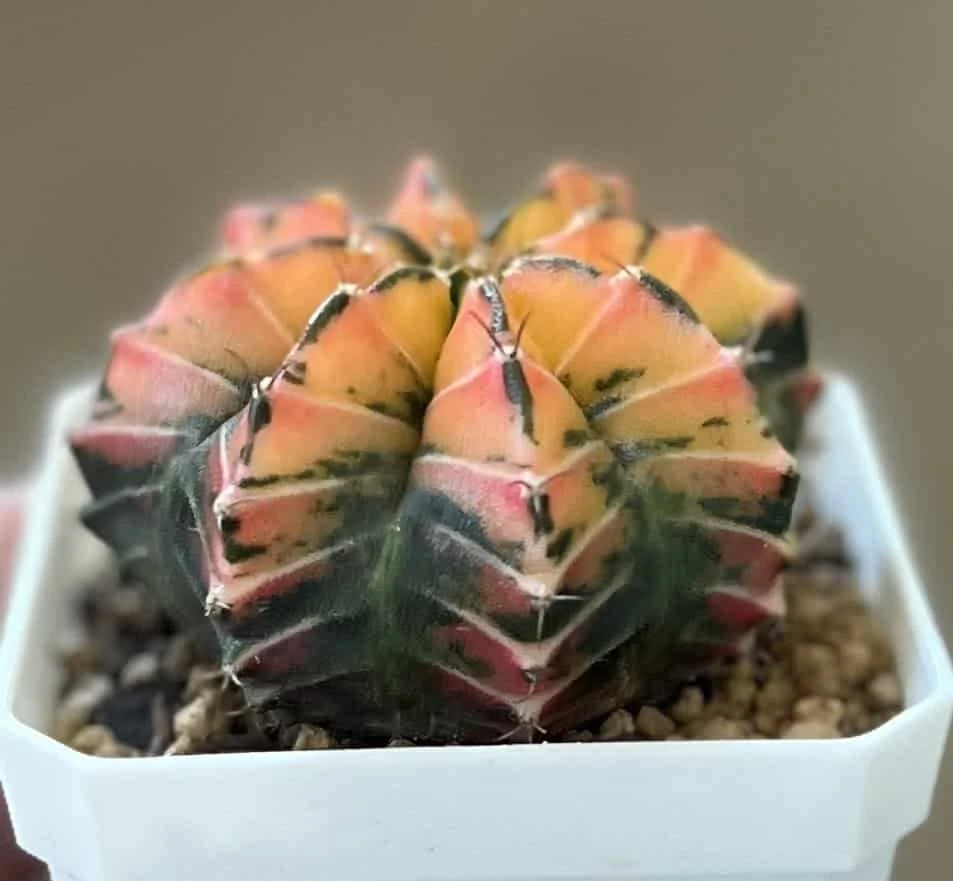 Gymnocalycium Mihanovichii Variegated Rare Cactus - Image 3
