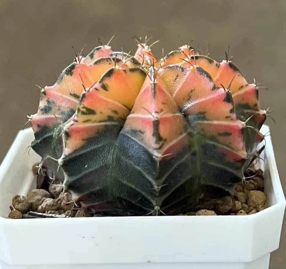 Gymnocalycium Mihanovichii Variegated Rare Cactus - Image 11