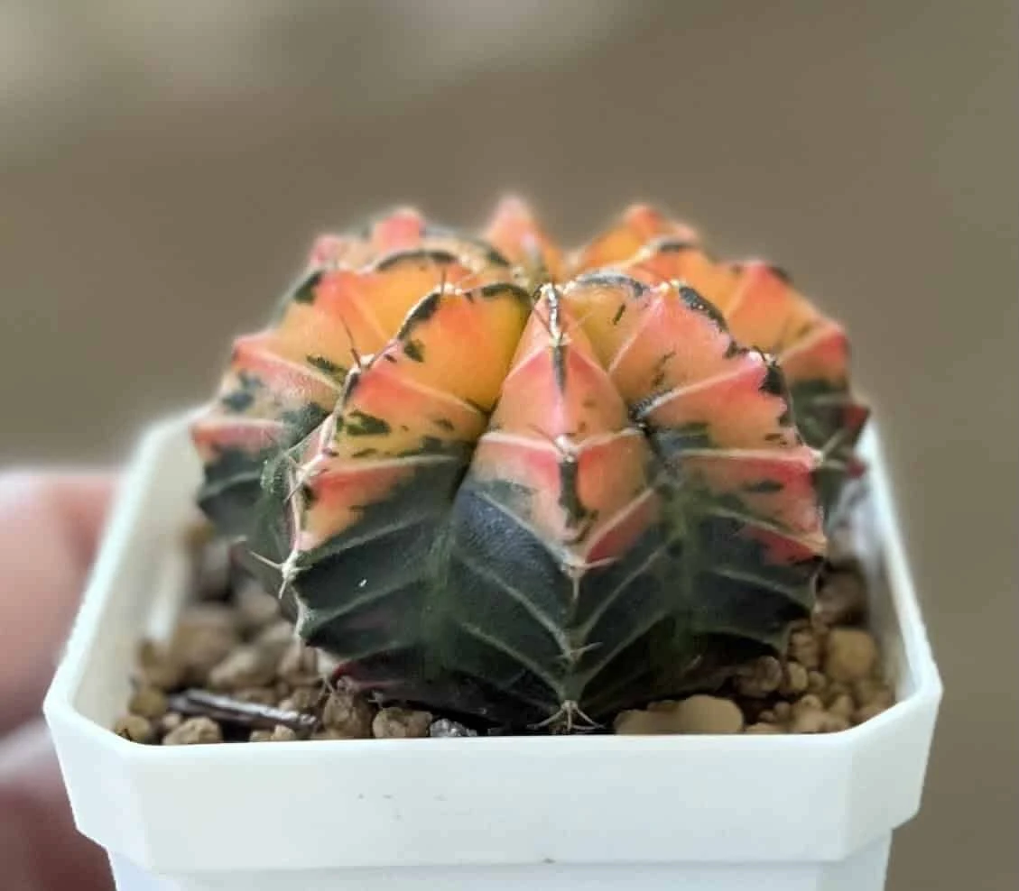Gymnocalycium Mihanovichii Variegated Rare Cactus - Image 4