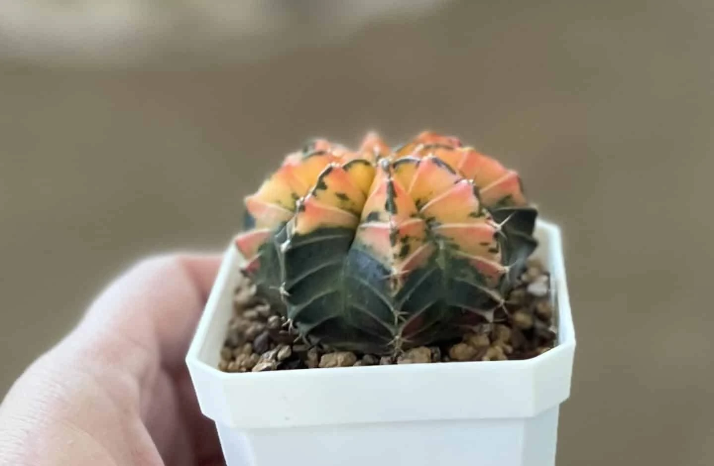 Gymnocalycium Mihanovichii Variegated Rare Cactus - Image 10