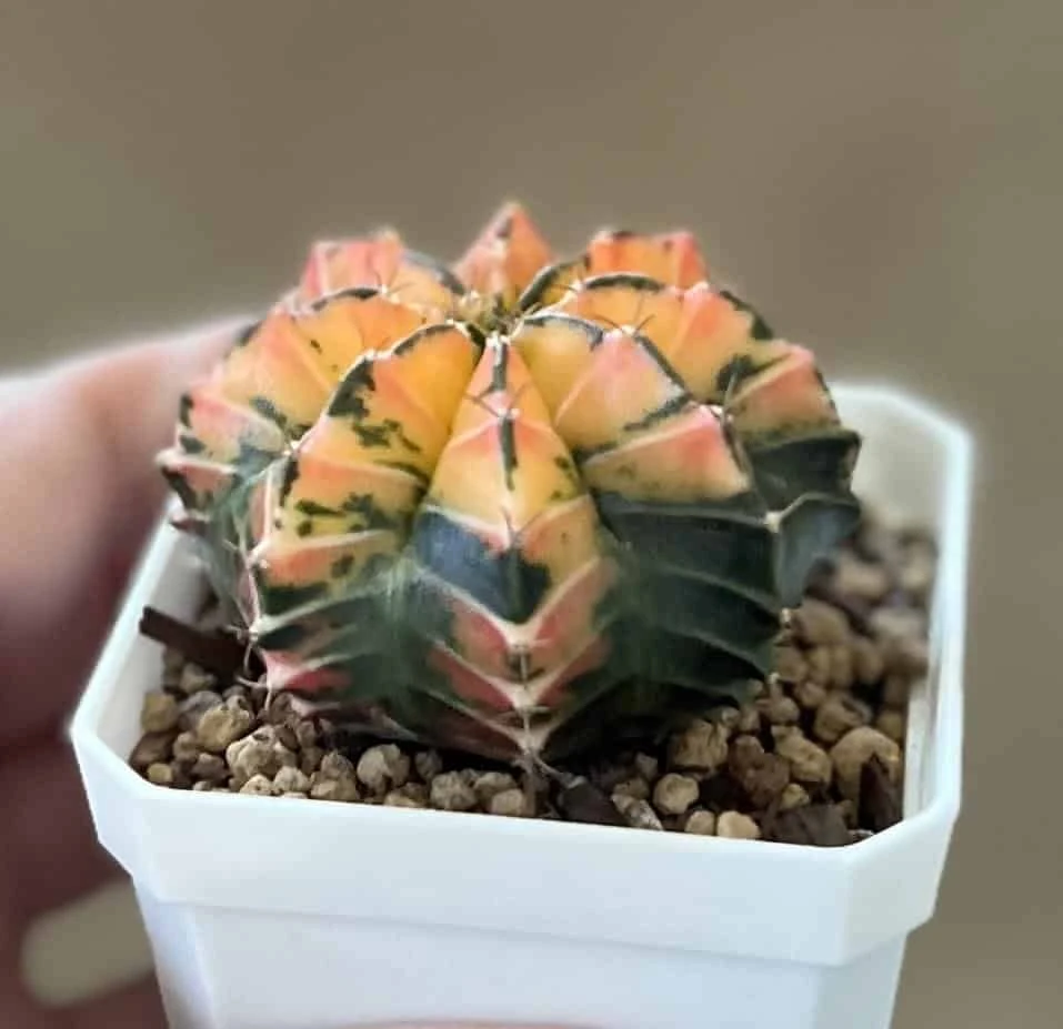Gymnocalycium Mihanovichii Variegated Rare Cactus - Image 9