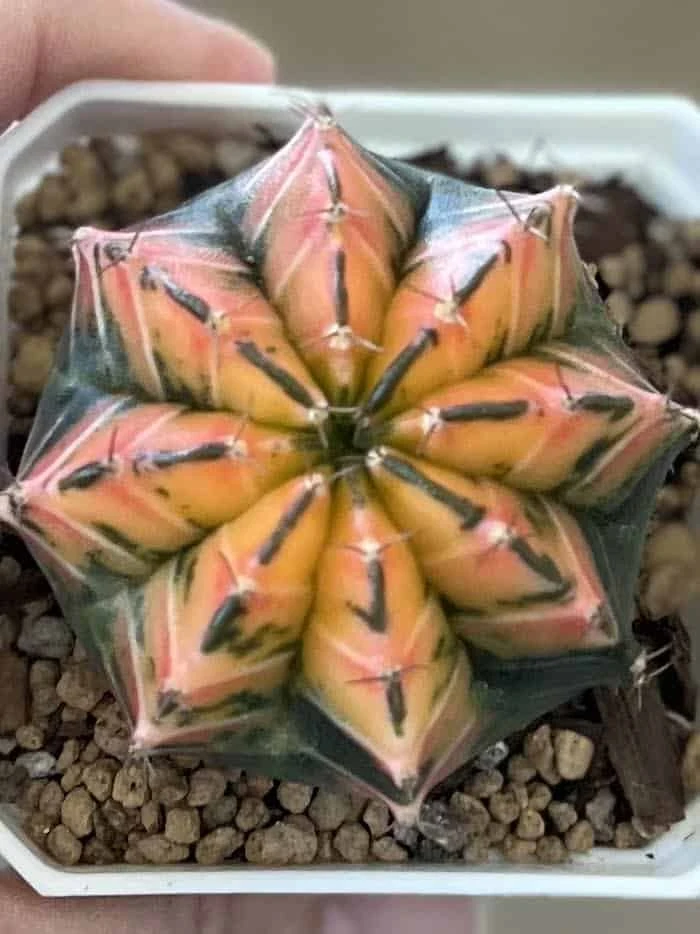 Gymnocalycium Mihanovichii Variegated Rare Cactus - Image 8