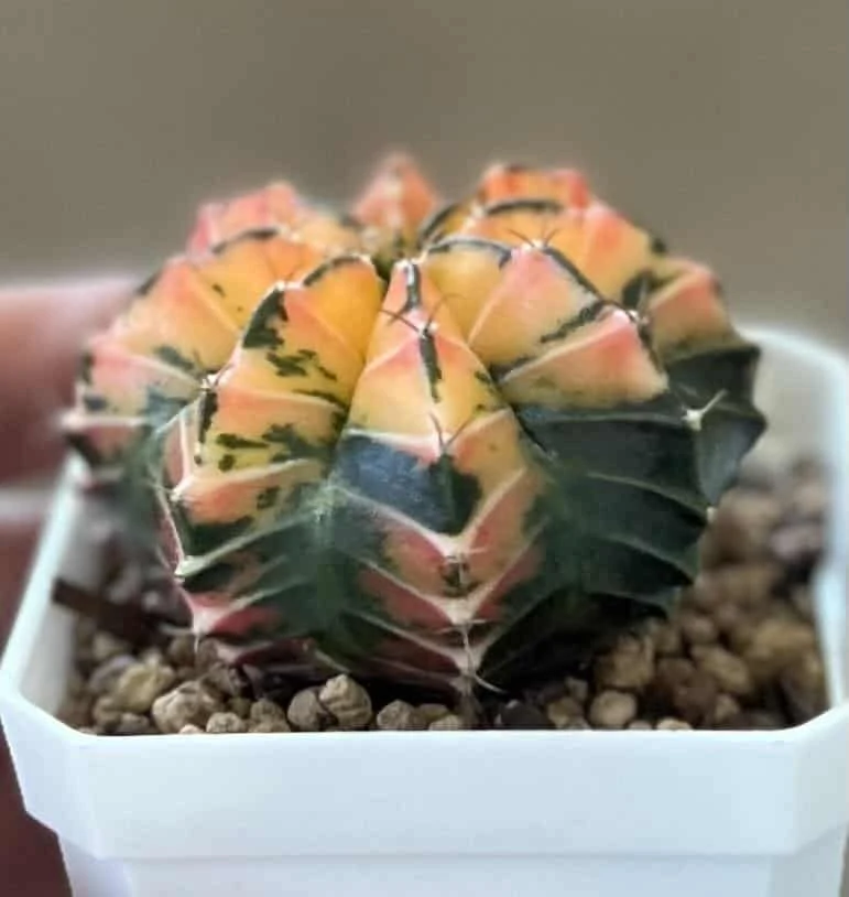 Gymnocalycium Mihanovichii Variegated Rare Cactus - Image 5