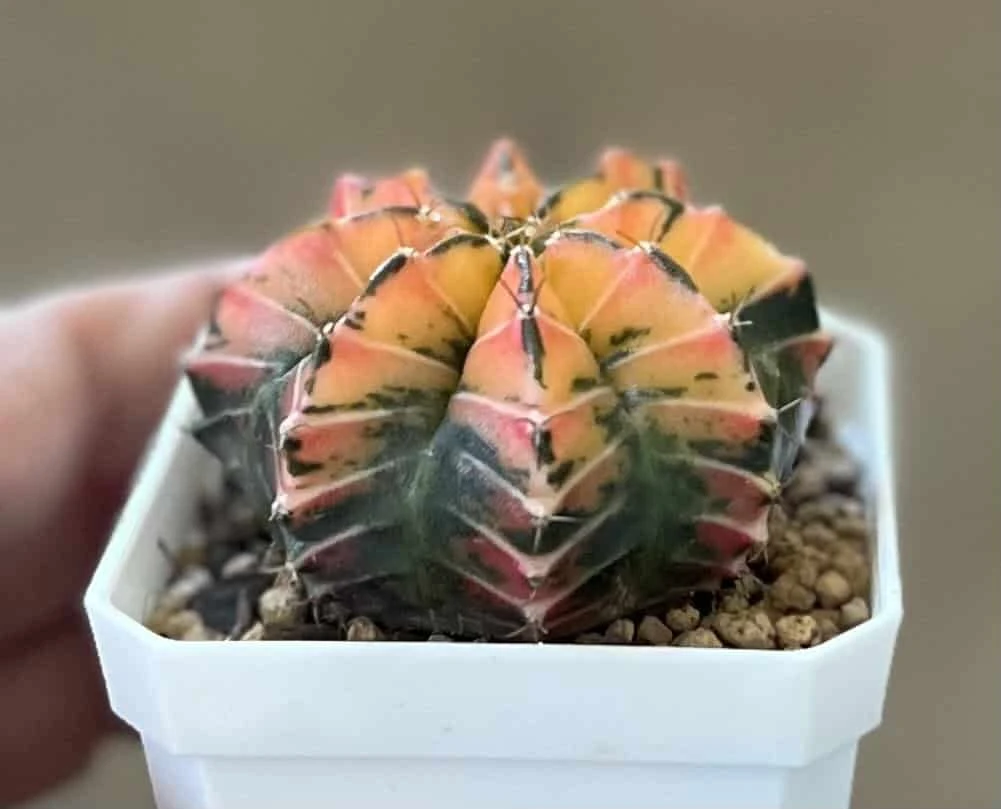 Gymnocalycium Mihanovichii Variegated Rare Cactus - Image 6