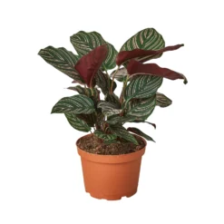 Pinstripe Plant | Calathea Goeppertia Ornata | Exotic Houseplant