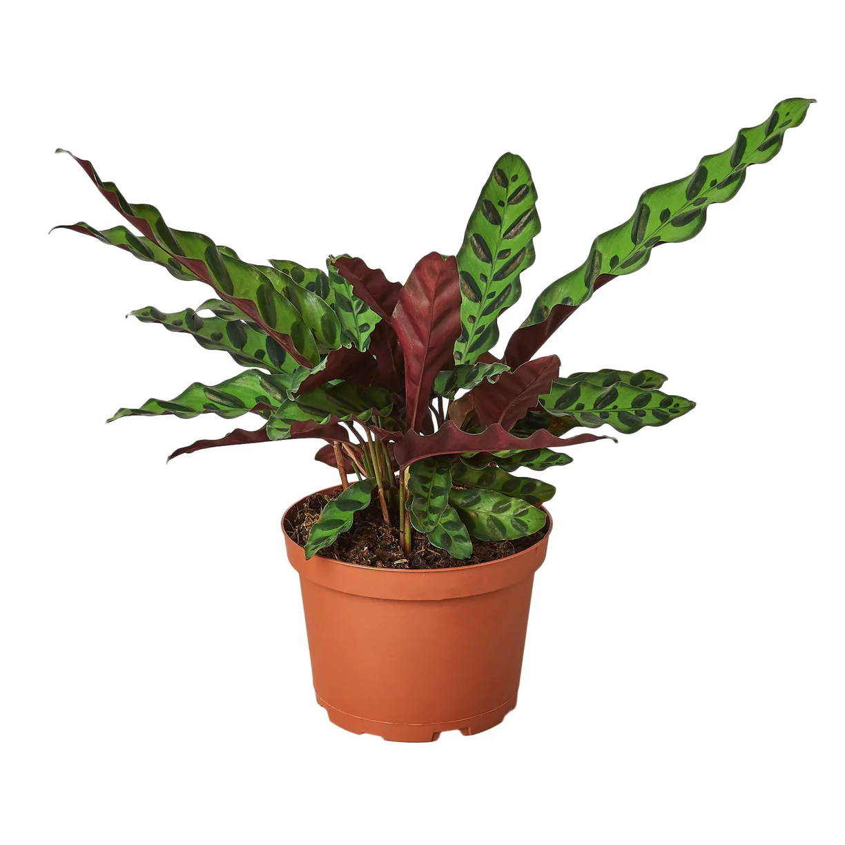 Rattlesnake Plant | Calathea Lancifolia | Exotic Houseplant