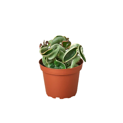 Hoya Rope Plant Variegated | Hoya Carnosa Compacta | Rare HousePlants