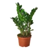 ZZ Plant | Zamioculcas Zamiifolia ZZ | Exotic Houseplant