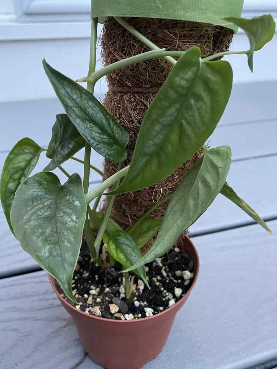 Free Shipping! Set Of 1, 2, 3, Or 4 Plant Climbing Pole, 1 Ft. Length, Plant Stake, Coco Fiber, Moss Pole MADE IN USA! - Image 3