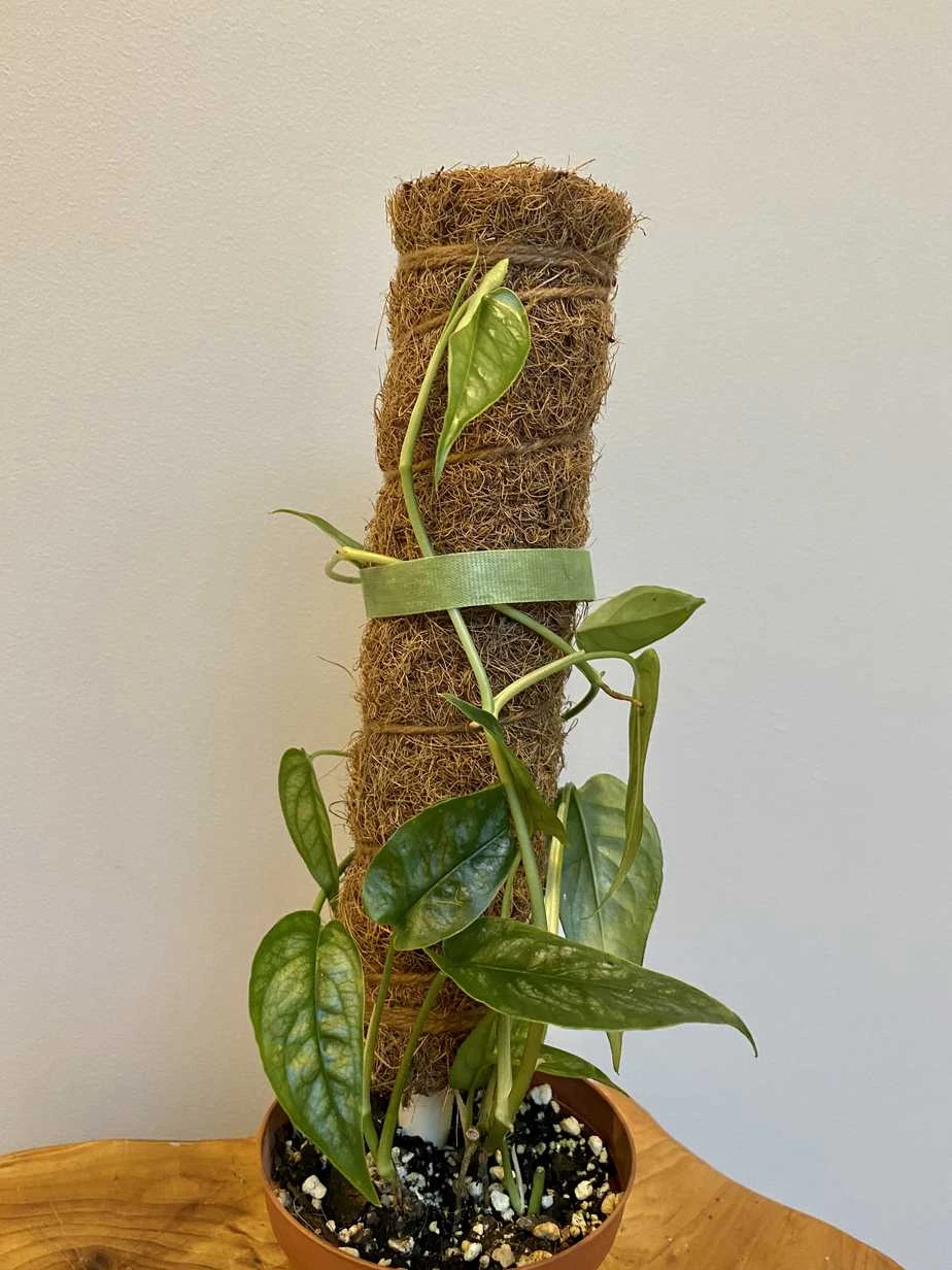 Free Shipping! Set Of 1, 2, 3, Or 4 Plant Climbing Pole, 1 Ft. Length, Plant Stake, Coco Fiber, Moss Pole MADE IN USA! - Image 2