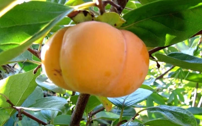 Jiro Persimmon Seedling - Image 3