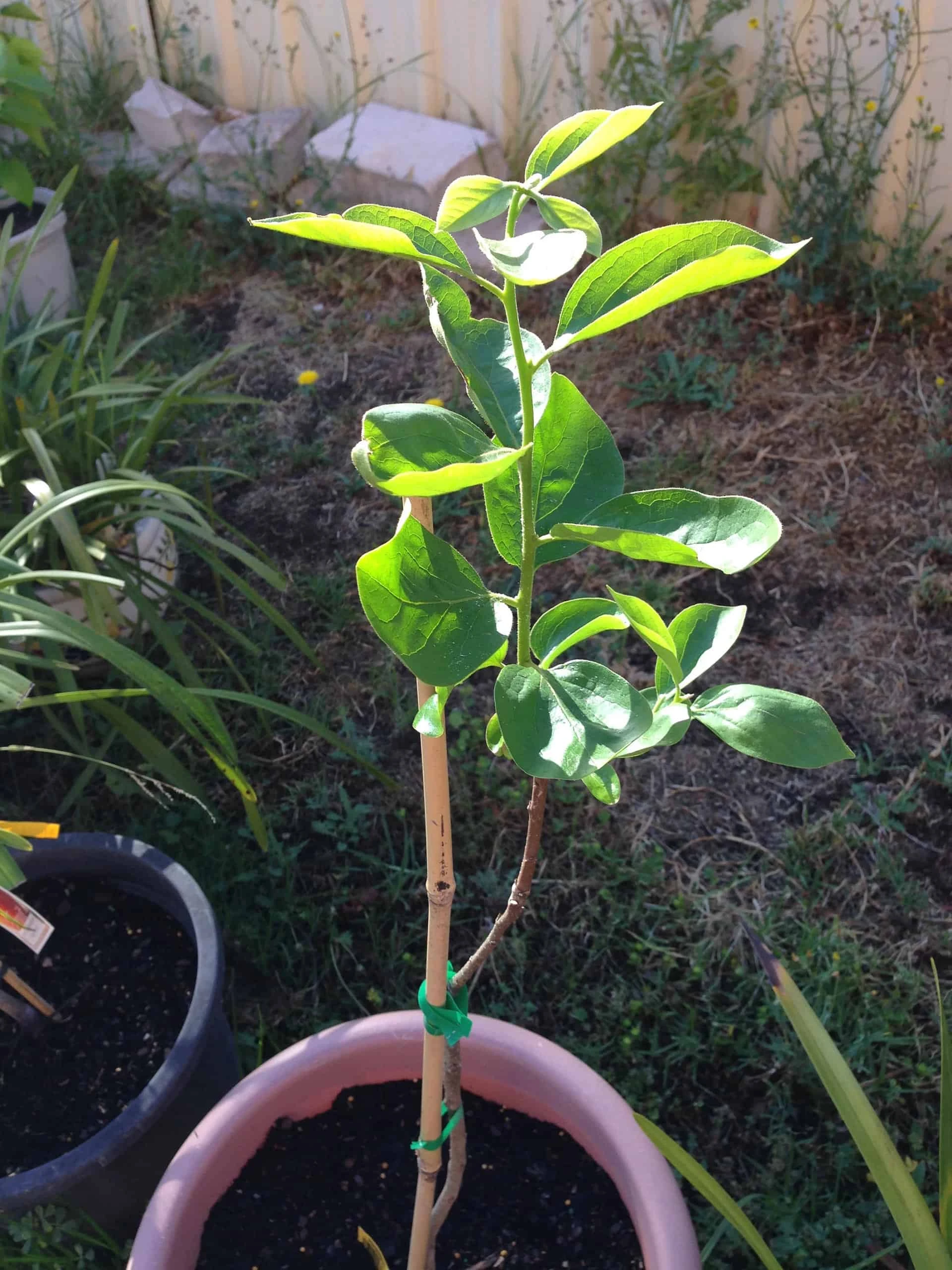 Bare Root FUYU PERSIMMON - 2 Feet Tall Or More! - - Image 2