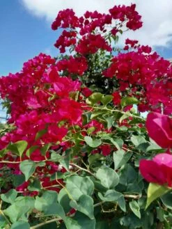 Red San Diego Bougainvillea 1 Gal. Vine Ships Free
