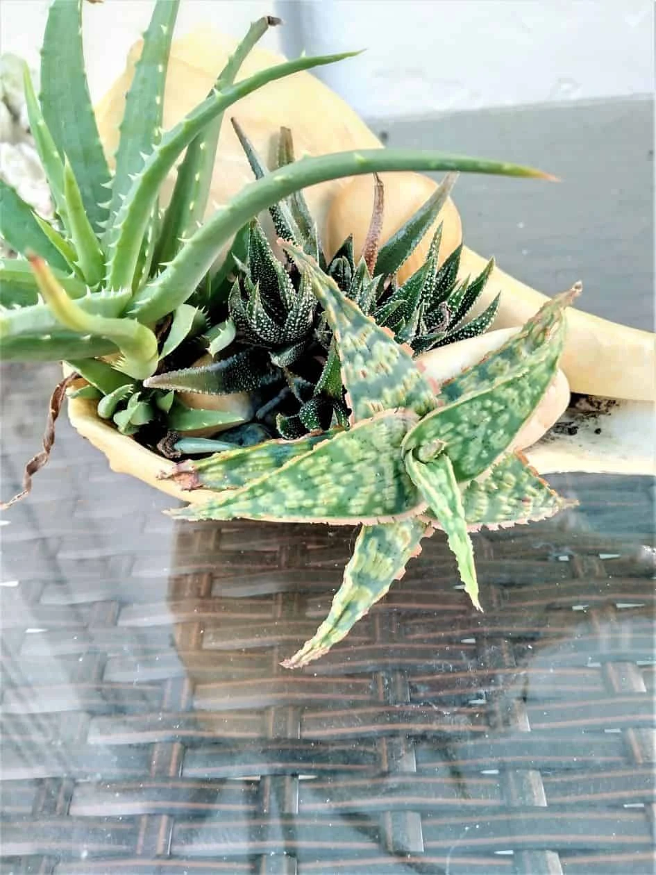 Star Aloe "Oik" Ships Free - Image 2