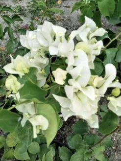 Jamaica White Bougainvillea Vine Ships Free.