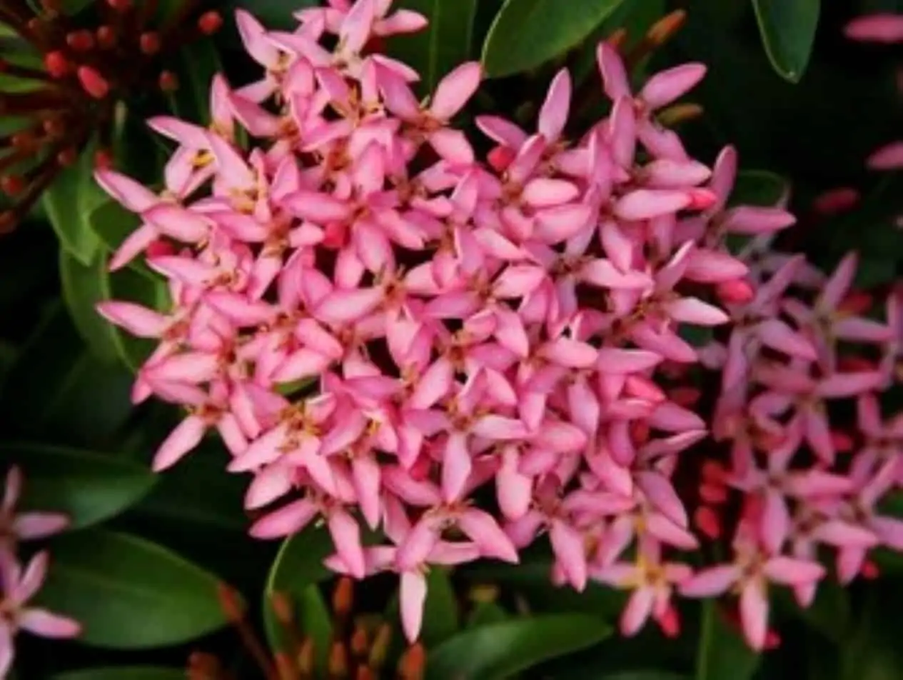 Ixora Coccinea Dwarf Pink Ships Free.