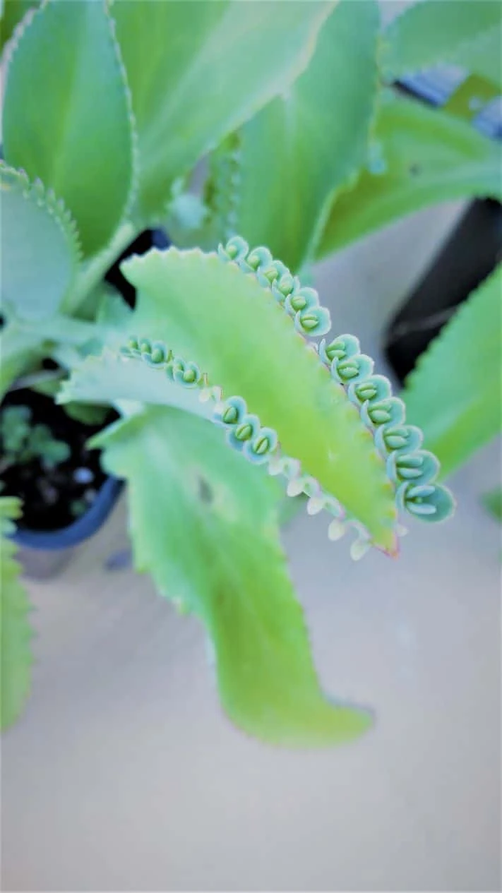 Kalanchoe Daigremontiana Mother Of Millions Ships Free. - Image 3