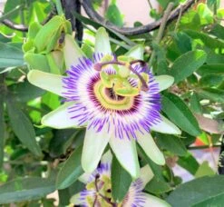 Passiflora Incarnata Maypop Passion Flower Vine Ships Free.