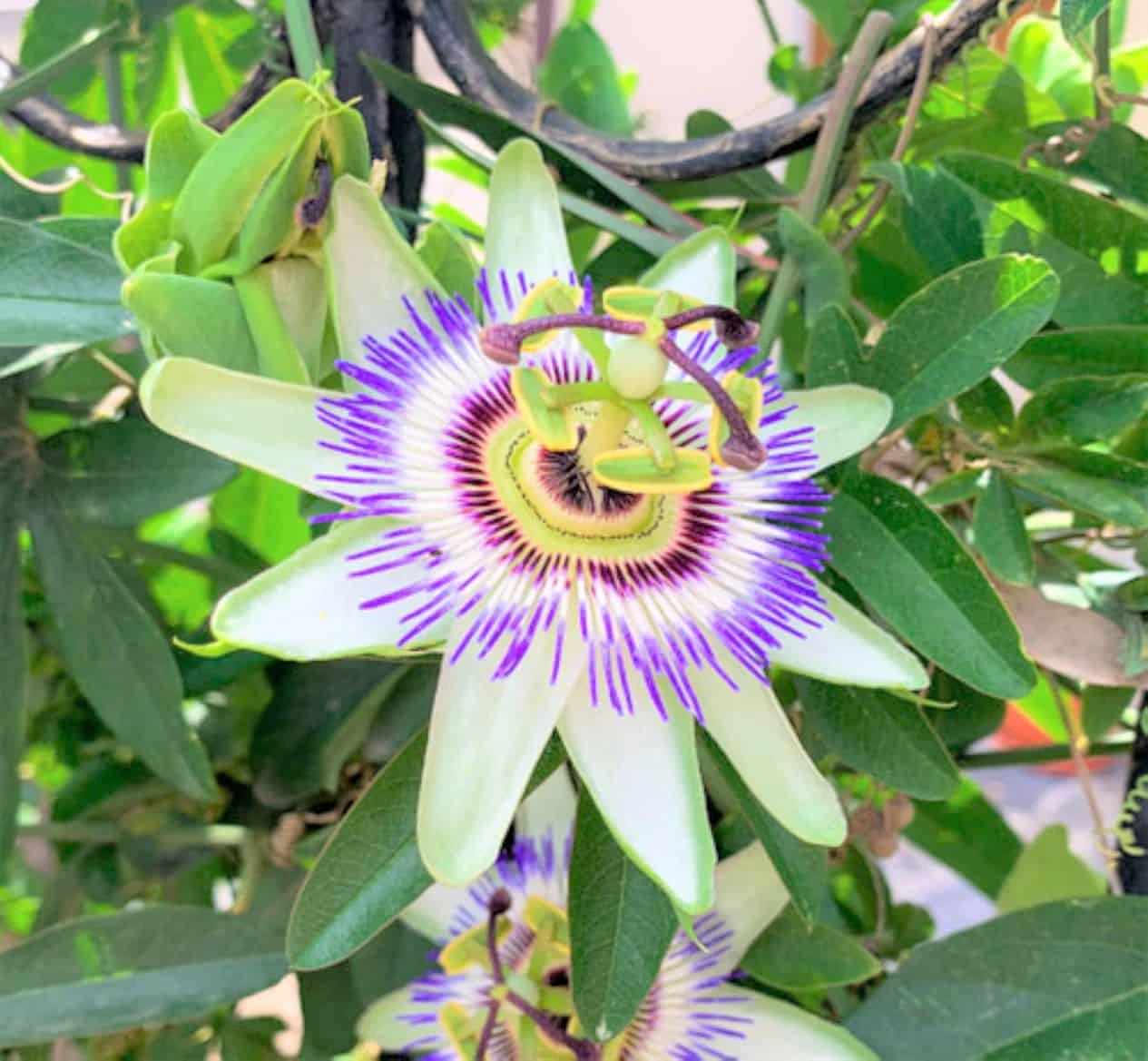 Passiflora Incarnata Maypop Passion Flower Vine Ships Free.