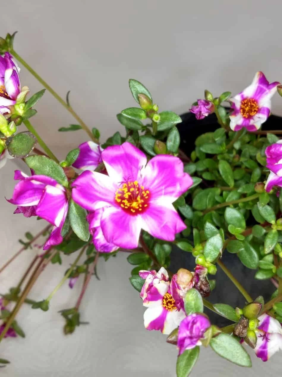 Purslane Edible "Raspberry Parfait" Herb Ships Free. - Image 2