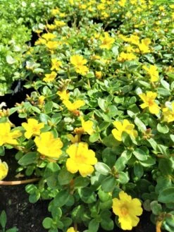 Purslane "Lemon Drops" Edible Herb Ships Free.