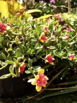 Purslane "Morning Star" Edible Organic Herb Ships Free.