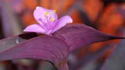 Tradescantia Pallida | Purple Hearts
