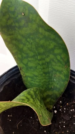 Whale Fin Snake Plants Dracaena Masoniana