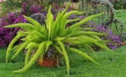Asparagus Aethiopicus Foxtail Fern Ships Free.