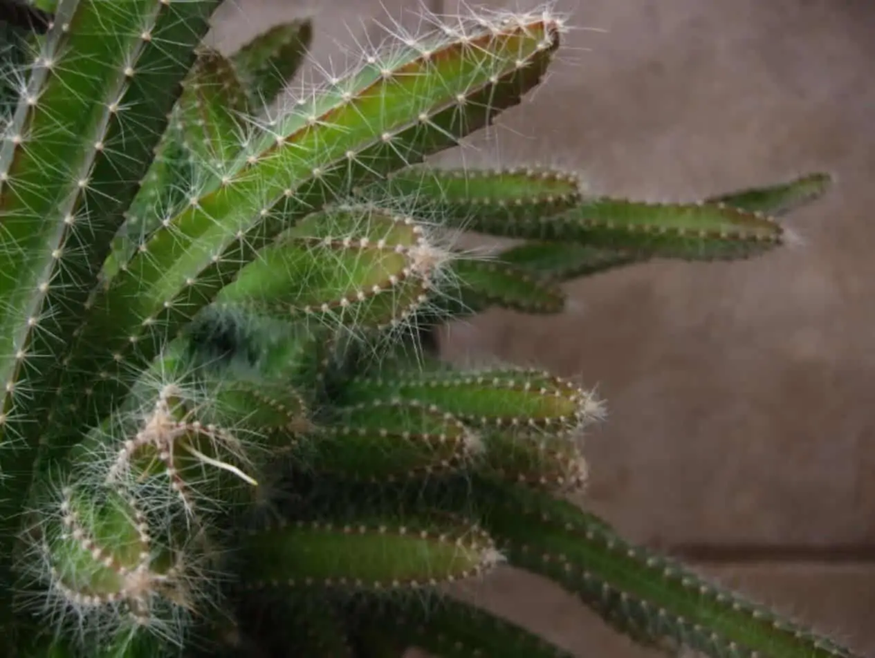 Strophocactus Dog Tail Cactus (3) Cuttings Ship Free. - Image 2