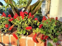 Dwarf Chenille Plant Red Hot Cat Tails Ships Free.