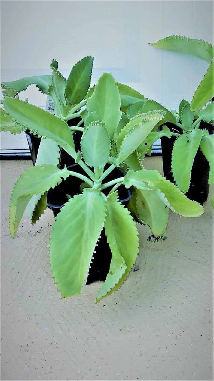 Kalanchoe Daigremontiana Mother Of Millions Ships Free. - Image 2