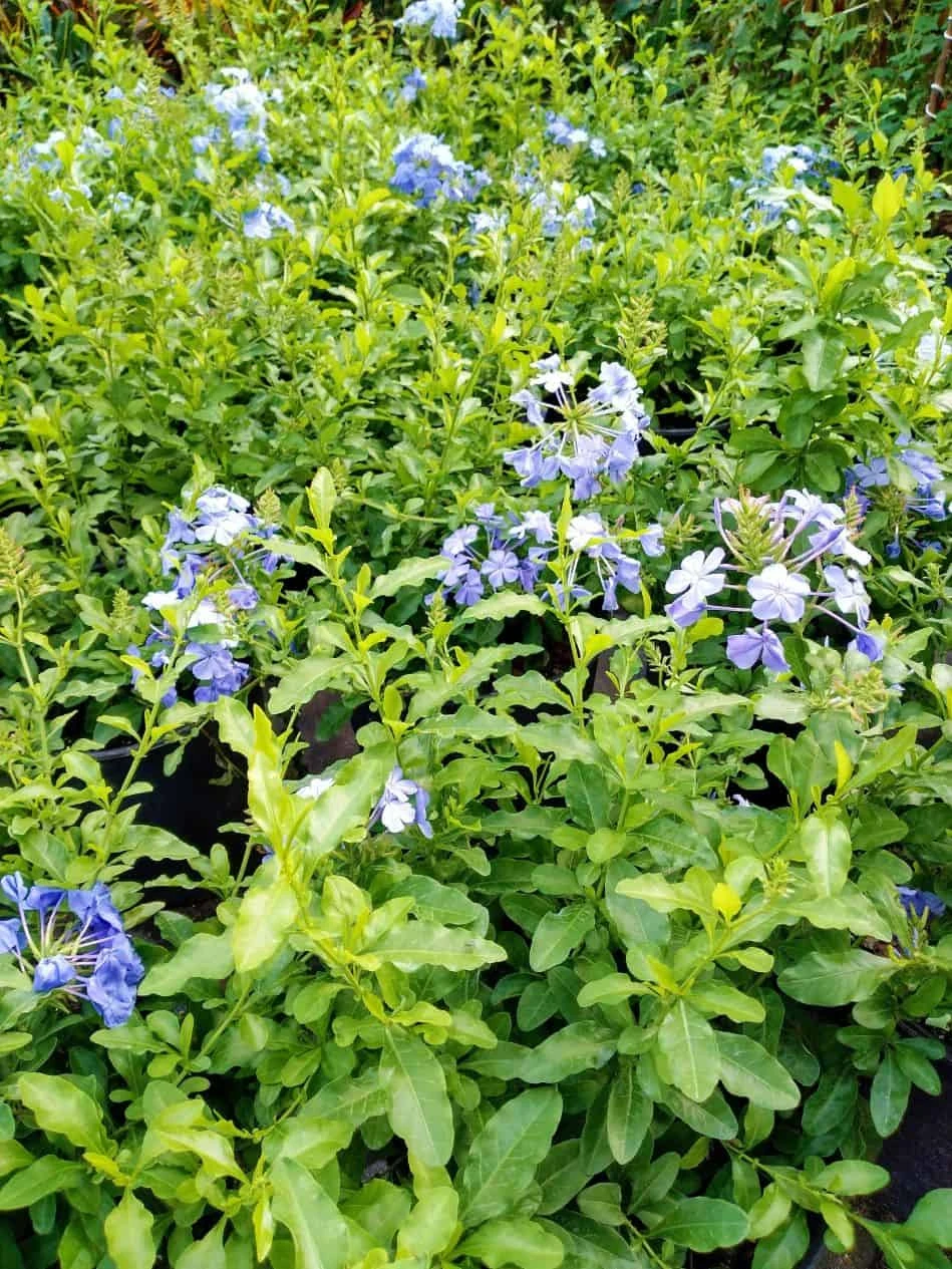 Plumbago Auriculata Cape Leadwort, Blue Plumbago Ships Free. - Image 2