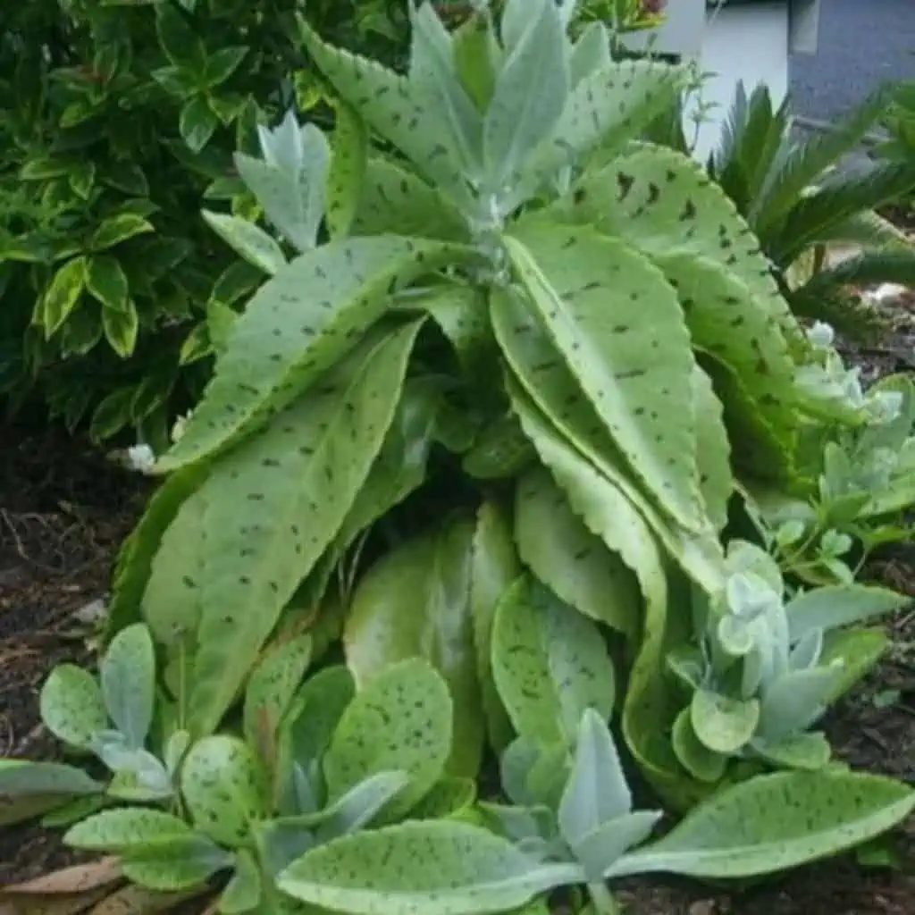 Plumbago Auriculata Cape Leadwort, Blue Plumbago Ships Free. - Image 3