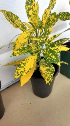 Gold Dust Croton Plant Ships Free.