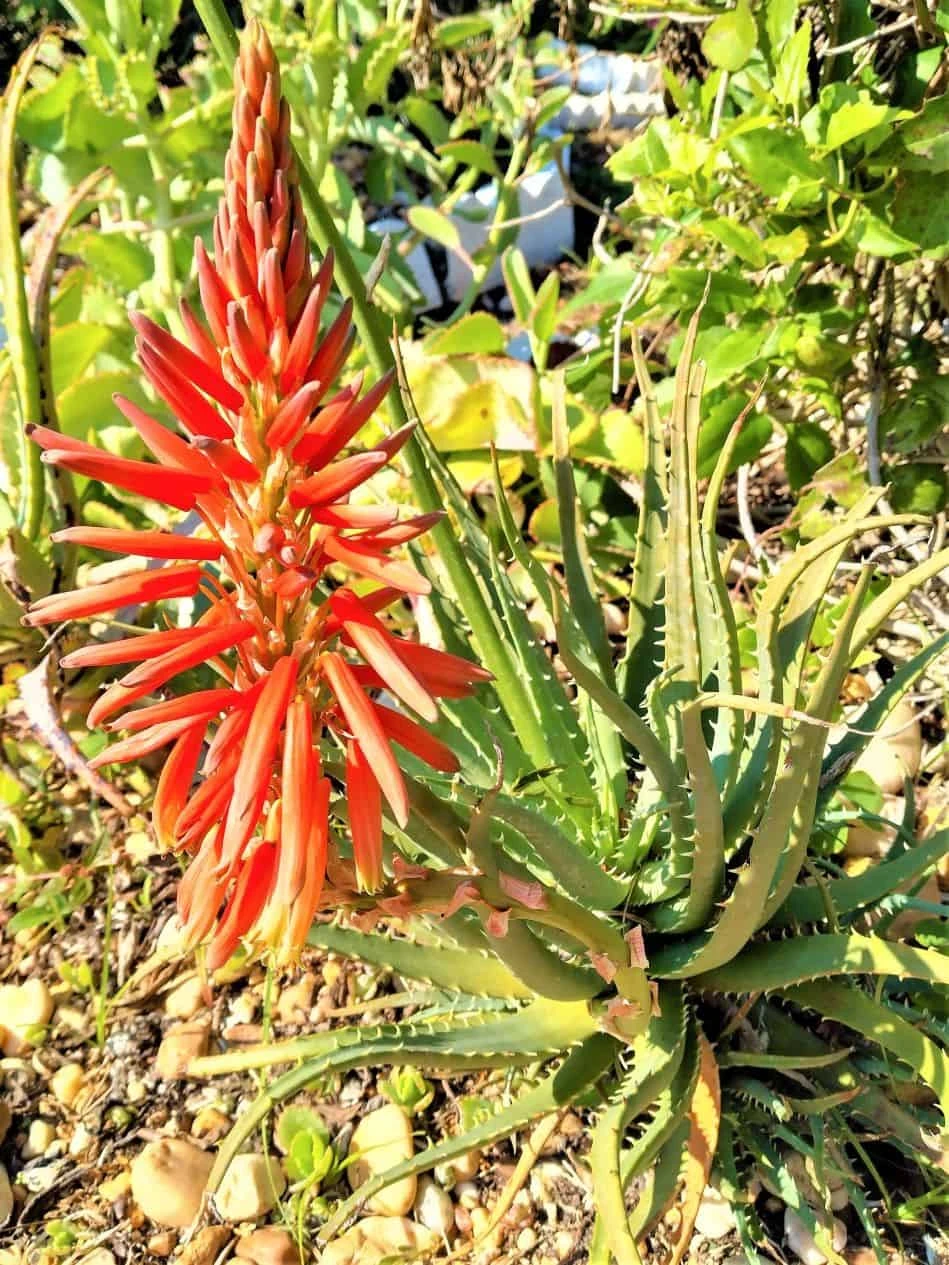 Lace Aloe Aristaloe Aristata Ships Free