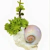 Succulent Seashell Planter Ships Free.