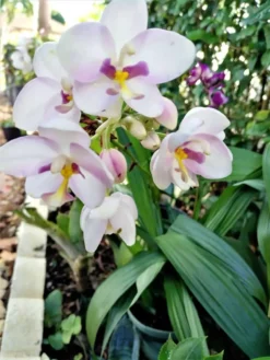 Ground Orchid Spathoglottis Pink Ships Free.
